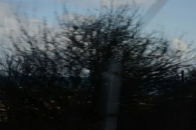 DSC_7235 (Large).JPG